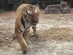 -上海野生动物园老虎餐厅