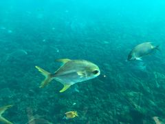 -瑞德姆美人鱼海底演艺主题餐厅(亚龙湾店)