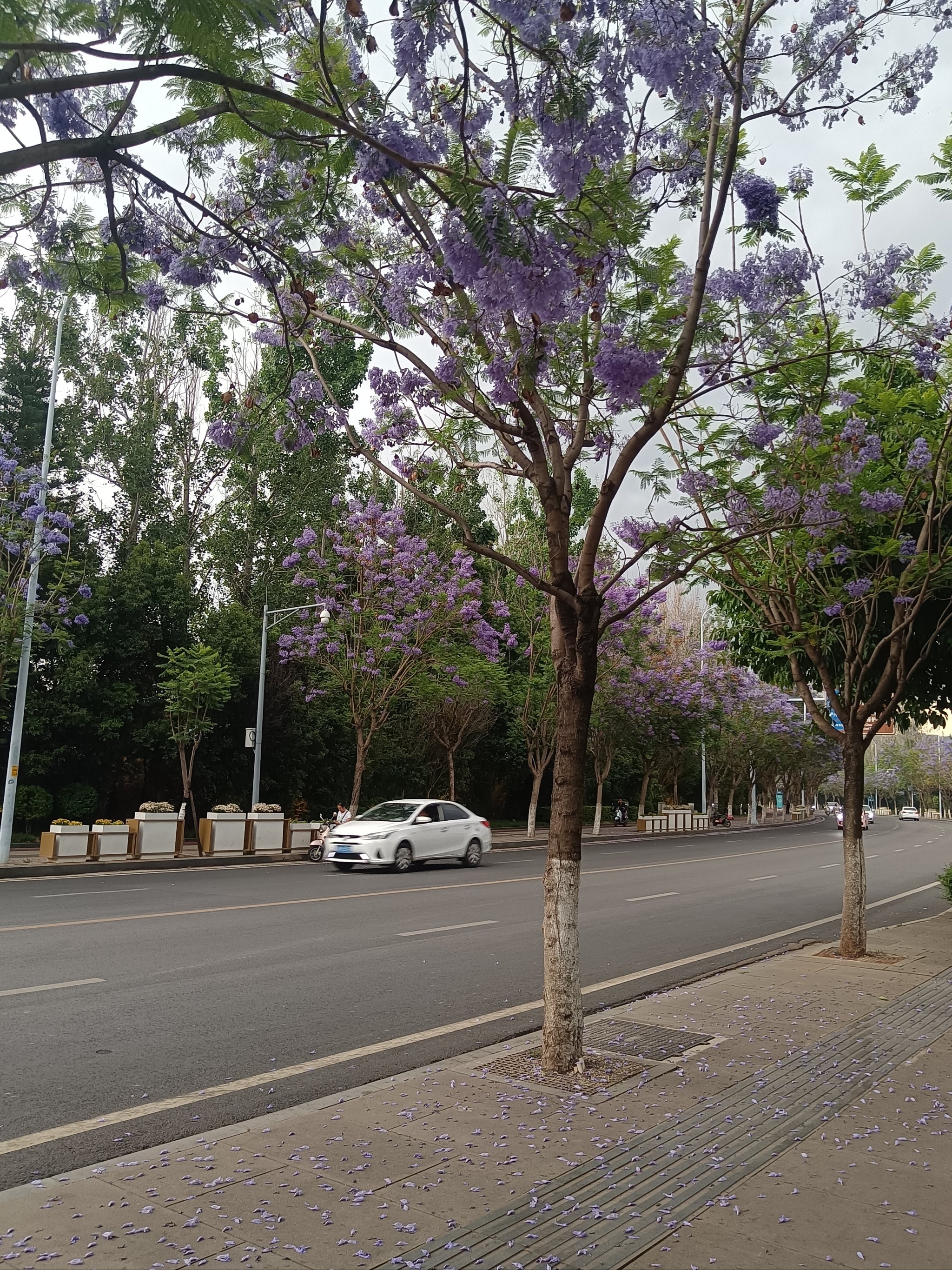 西昌蓝花楹图片图片