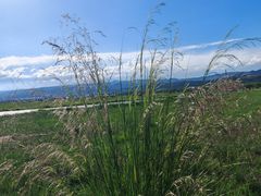 -敕勒川草原