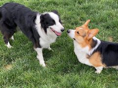 -趣玩宠物乐园寄养训犬训狗游泳池