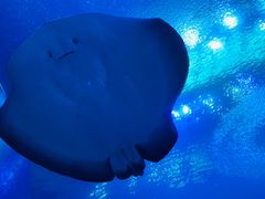 -珠海长隆海洋王国
