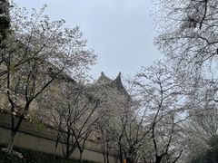 -武汉大学-樱园