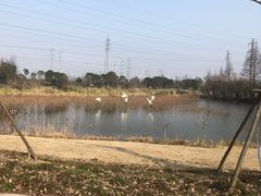 -上海长兴岛郊野公园