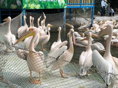 -广州长隆飞鸟乐园