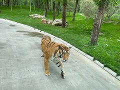 -北京野生动物园
