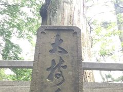-天目山大树王景区