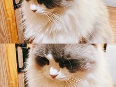 -MOCHA明星猫咖(田子坊店)