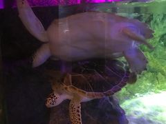-暹罗海洋世界