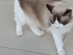 -怪兽屋·羊驼·猫咖·狗咖(俊华广场店)