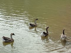 -广州白江湖森林公园