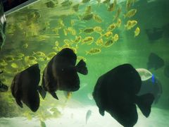 -苏州海洋馆