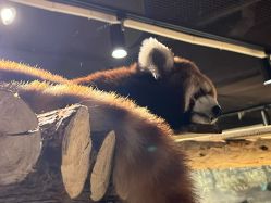 -Zoolung Zoolung动物主题公园(海信广场店)