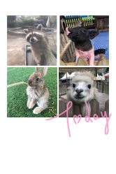 点击看大图 -萌宠亲子动物乐园(槐房万达店)