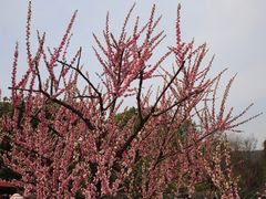 -香雪海