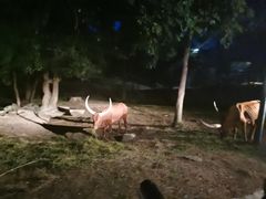 -清迈夜间动物园