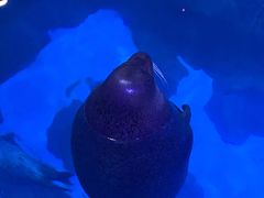 -海合安青岛极地海洋公园