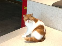 -飞行喵MR PILOT|猫舍·猫咖(静安大融城店)