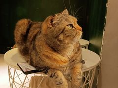 -猫儿山۰猫主题餐厅