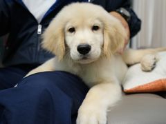 -翊宠yipet猫狗购宠庄园犬舍•猫舍