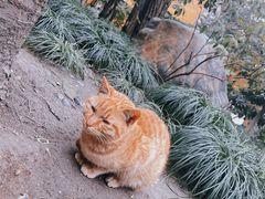 -龙华寺