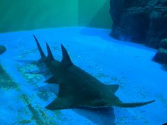 -上海海洋水族馆