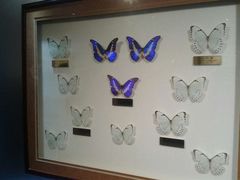 -上海昆虫博物馆