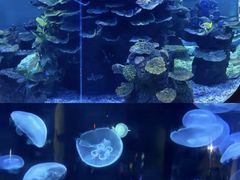-泉城欧乐堡海洋极地世界