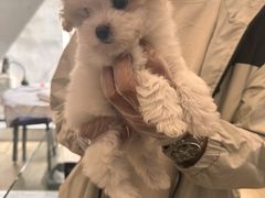 -翊宠yipet猫狗购宠庄园犬舍•猫舍