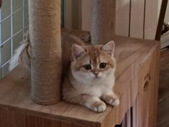 -这儿没有猫·猫咖萌宠馆·撸猫