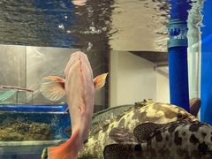 -德米火锅(深圳湾1号旗舰店)