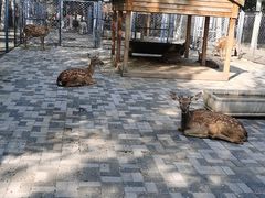 -长白岛森林公园