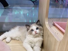 -KKV(深圳宏发大仟里店)