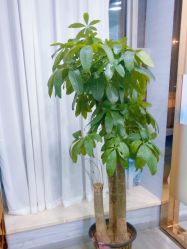 -武汉五洲整形外科医院