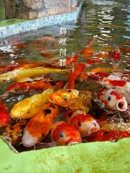 点击看大图 -七巧国萌宠乐园(龙湖天街店)