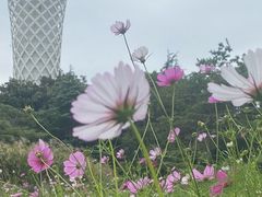 -上海滨江森林公园