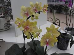 -西部兰花园生态园