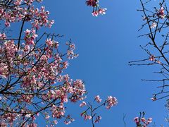 -天适樱花悠乐园