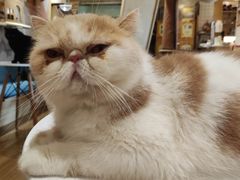 -滚猫咖啡·猫咖·猫友好撸猫(未来城店)