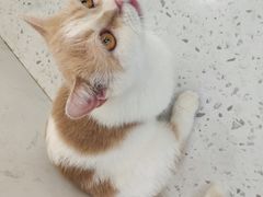 -喵园·猫主题咖啡厅·撸猫·猫咖(国贸店)