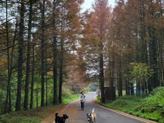 -山王坪喀斯特国家生态公园