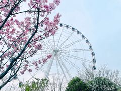 -顾村公园