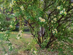 -农园餐厅(北京大学店)