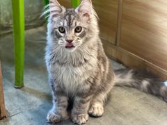-欣宠猫屋·矮脚拿破仑·蓝金金渐层
