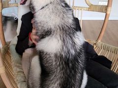 -Husky Go! 哈士奇体验馆·宠物咖啡厅狗咖