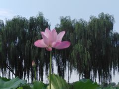 -白洋淀景区