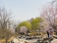 -莲花池公园