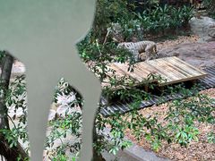 -麒麟中餐厅·经典粤菜·地道菜式老字号(广州长隆酒店)