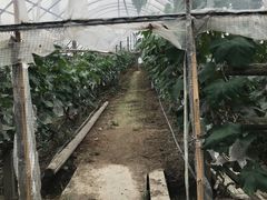 -马陆小张葡萄园农家乐