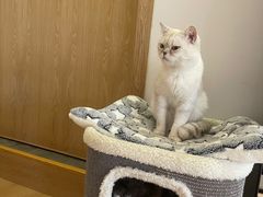 -猫腻·猫咖·撸猫馆(星光大道店)